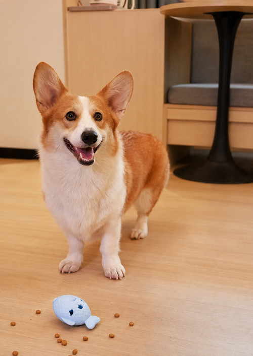 Corgi standing beside a blue fish-shaped treat dispenser toy
